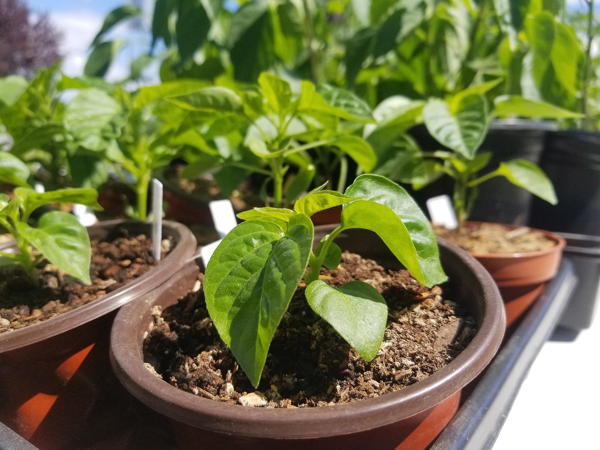 Optimizing Plant Growth: Cultivation Medium Over Garden Soil