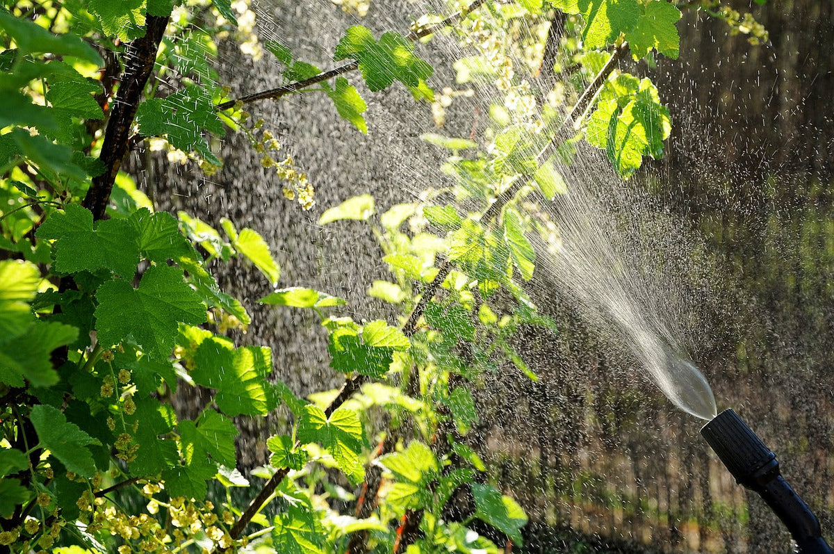 Effective Pest and Disease Management Through Proper Medication