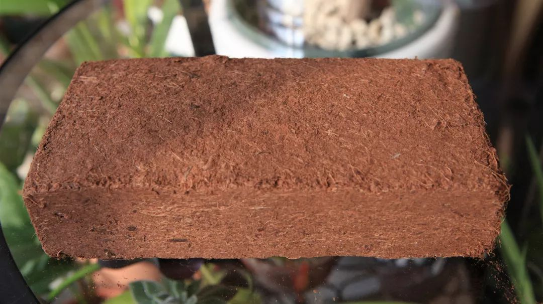 Coconut Coir in Garden: Benefits, Drawbacks and Usage Tips