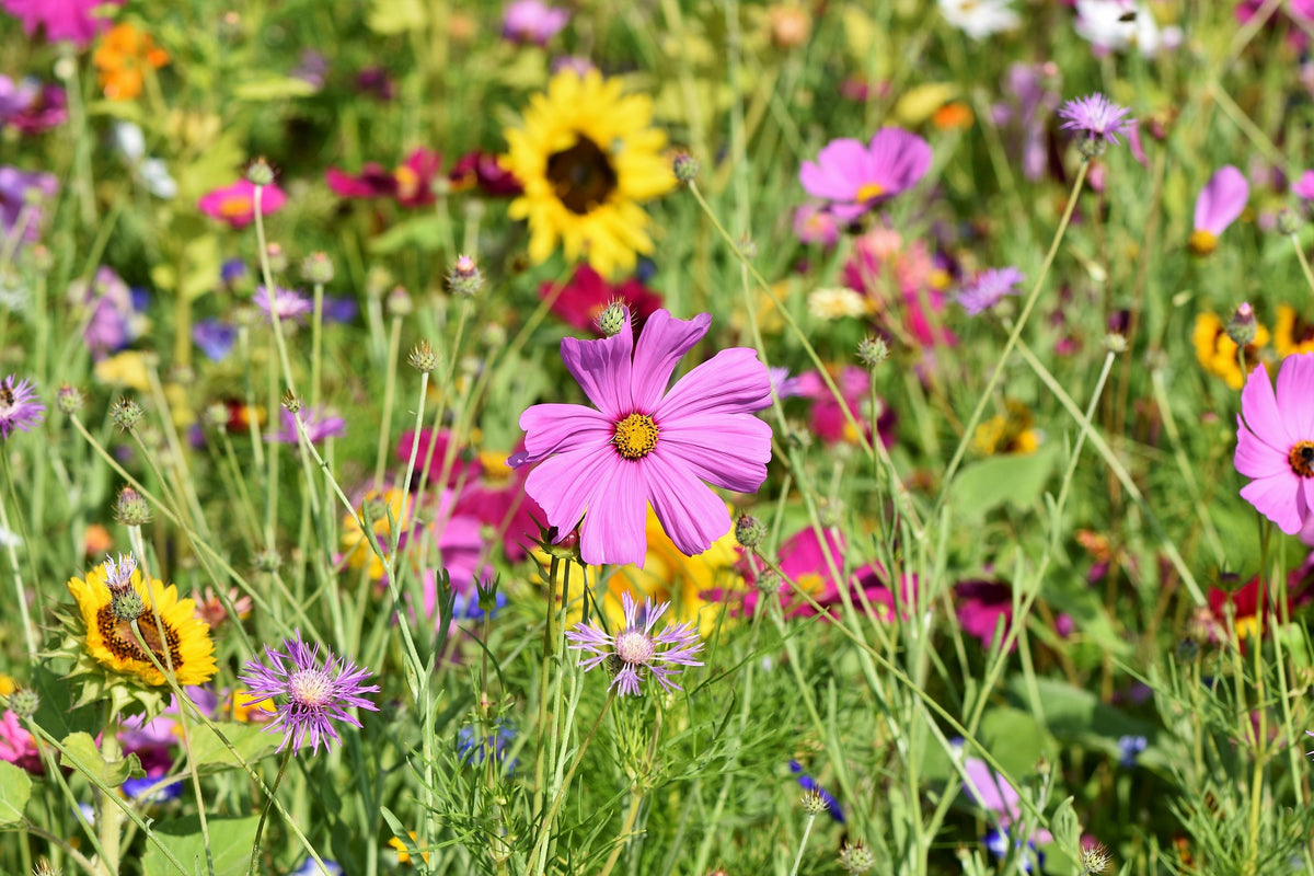 Benefits and precautions of planting flowers