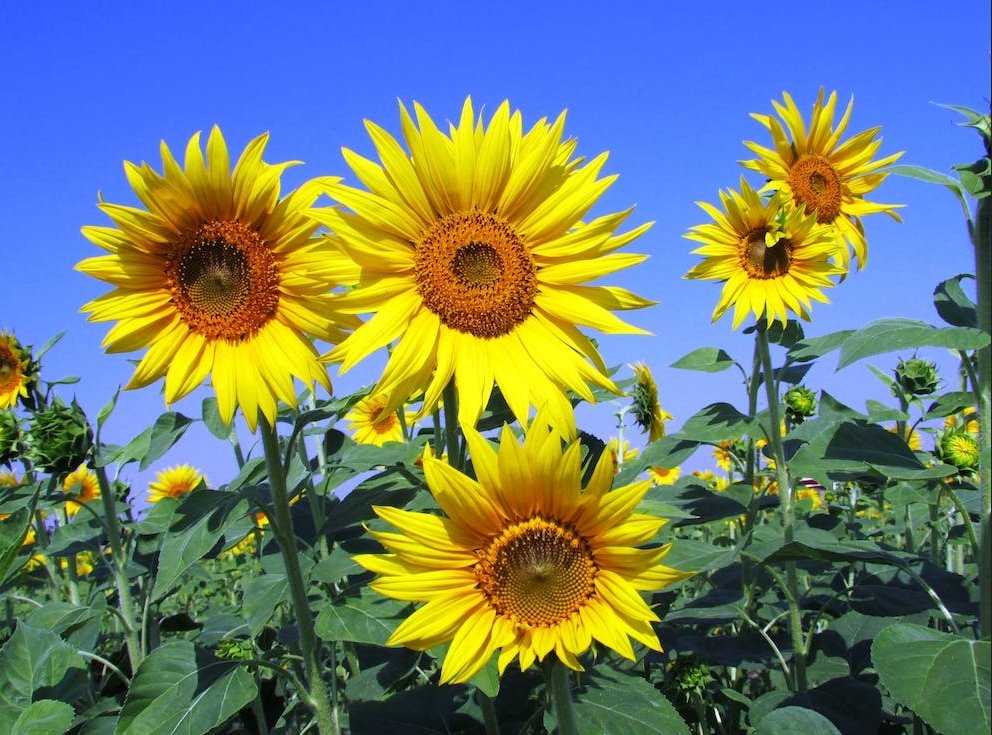 How to plant sunflowers