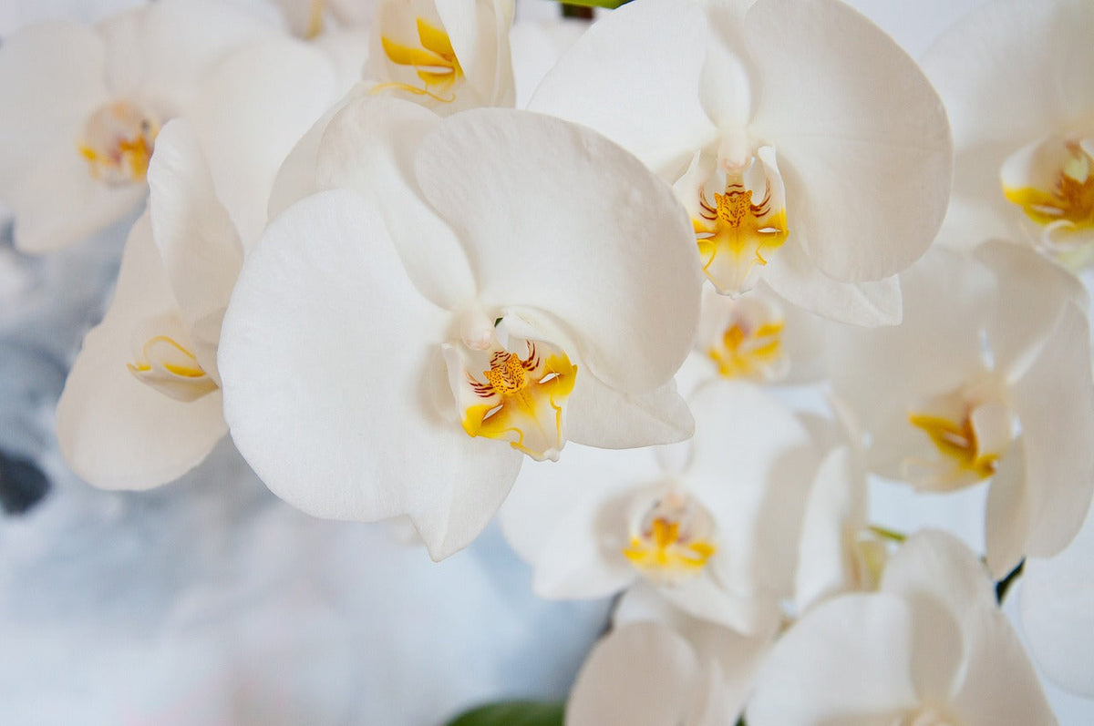 how to plant orchids