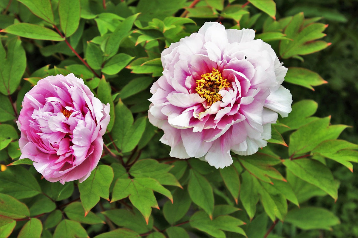 How to plant peonies