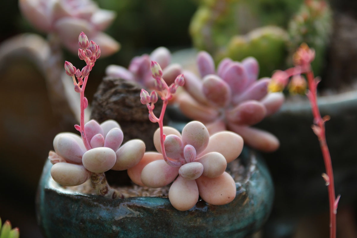 how to plant succulent plant
