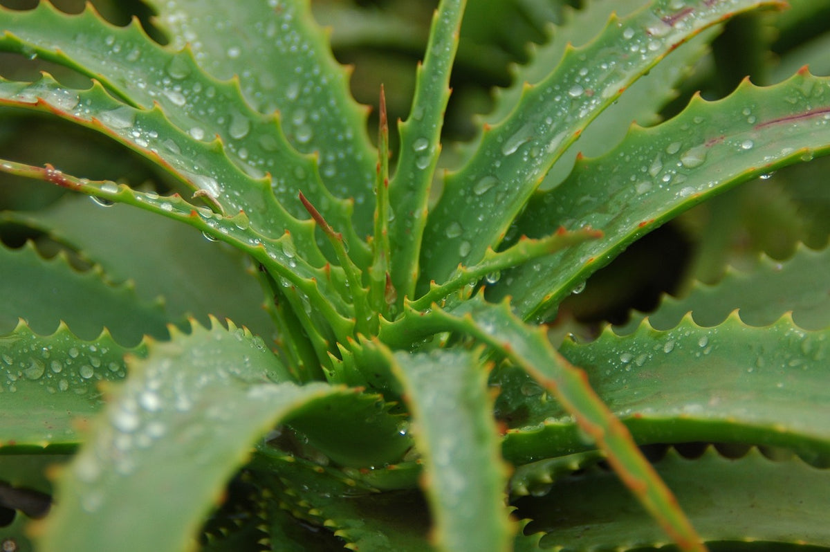 Garden Caring for Aloe Vera