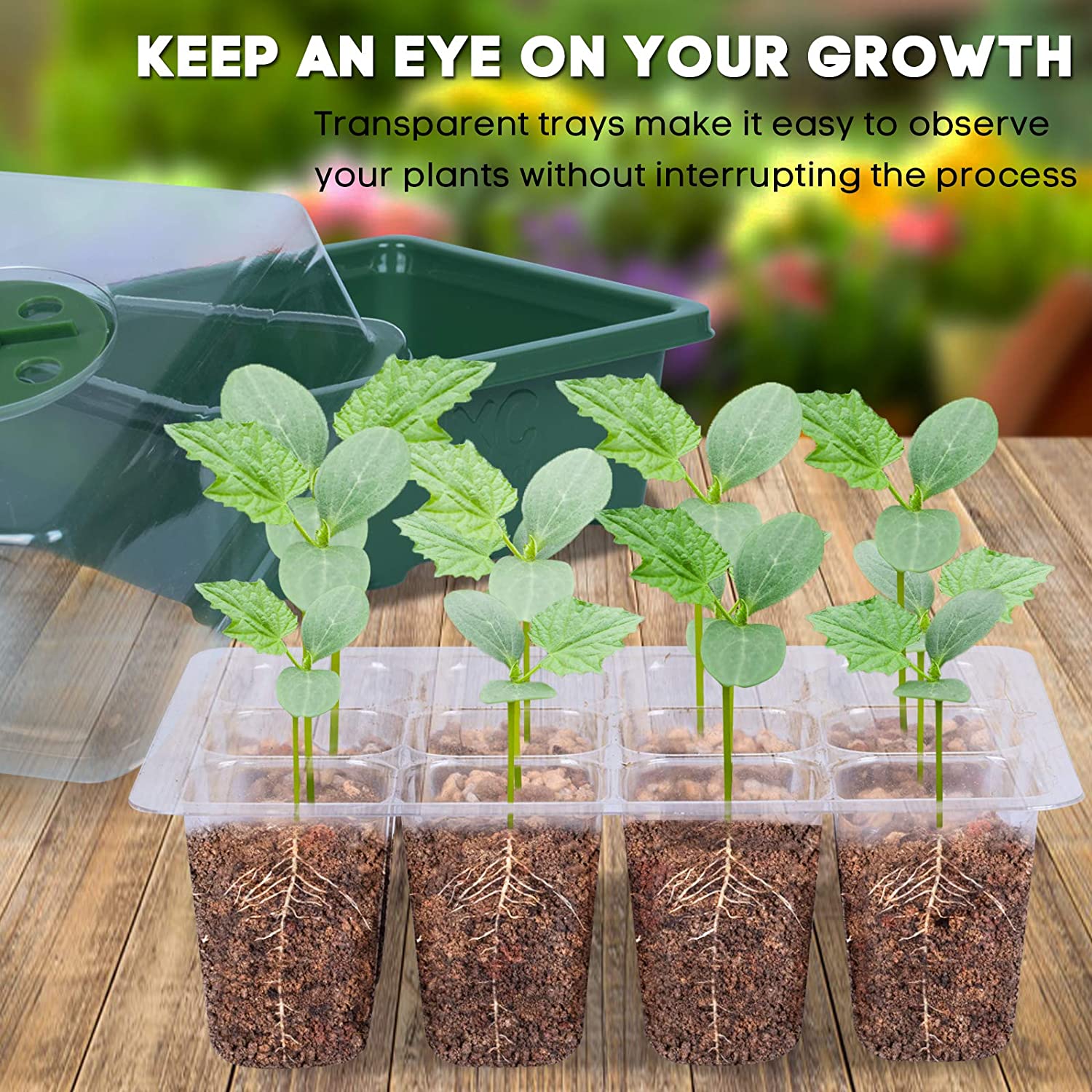 mini greenhouse germination