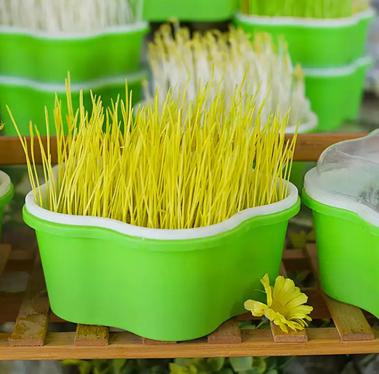 Pentagon Sprout Seed Trays