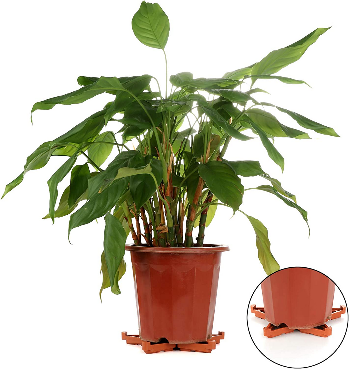 Plant pot toes