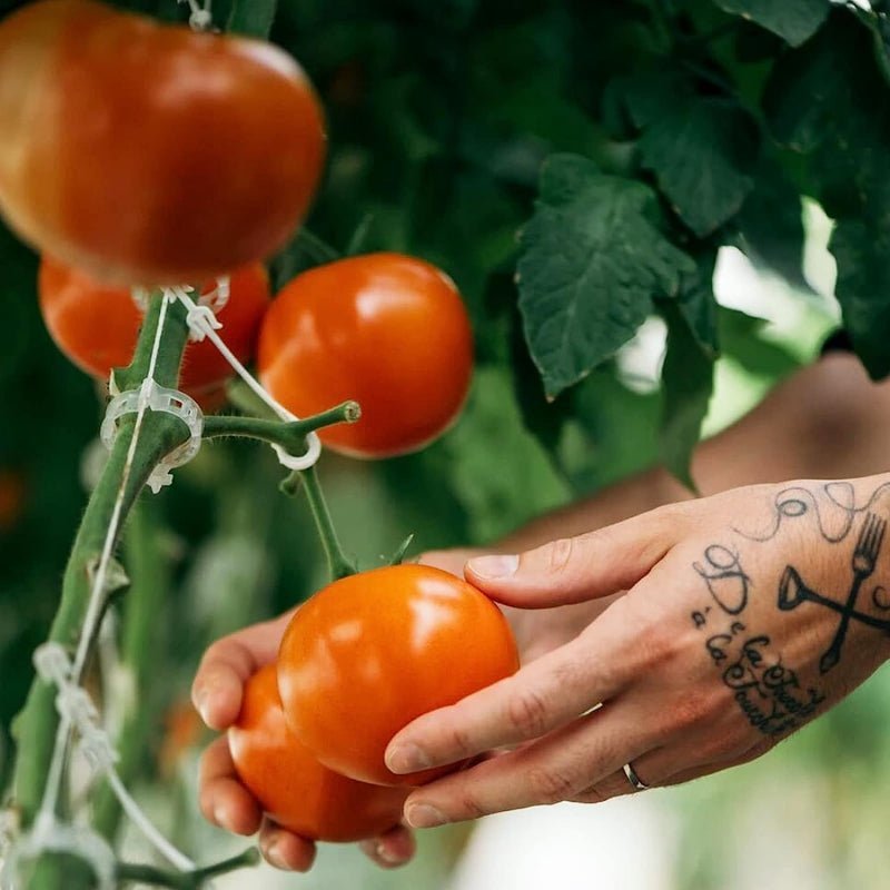 Tomato Plant Support Clips