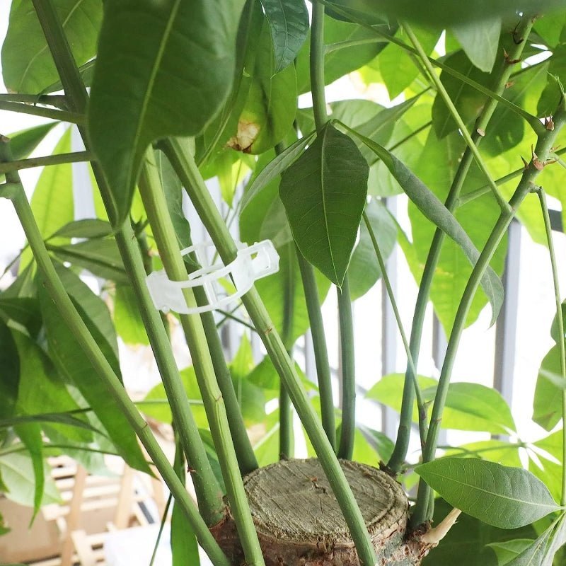 Plant Support Clips