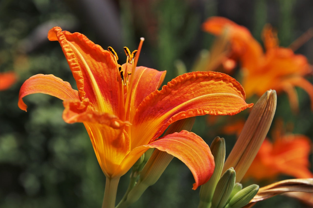 guide to plant daylily