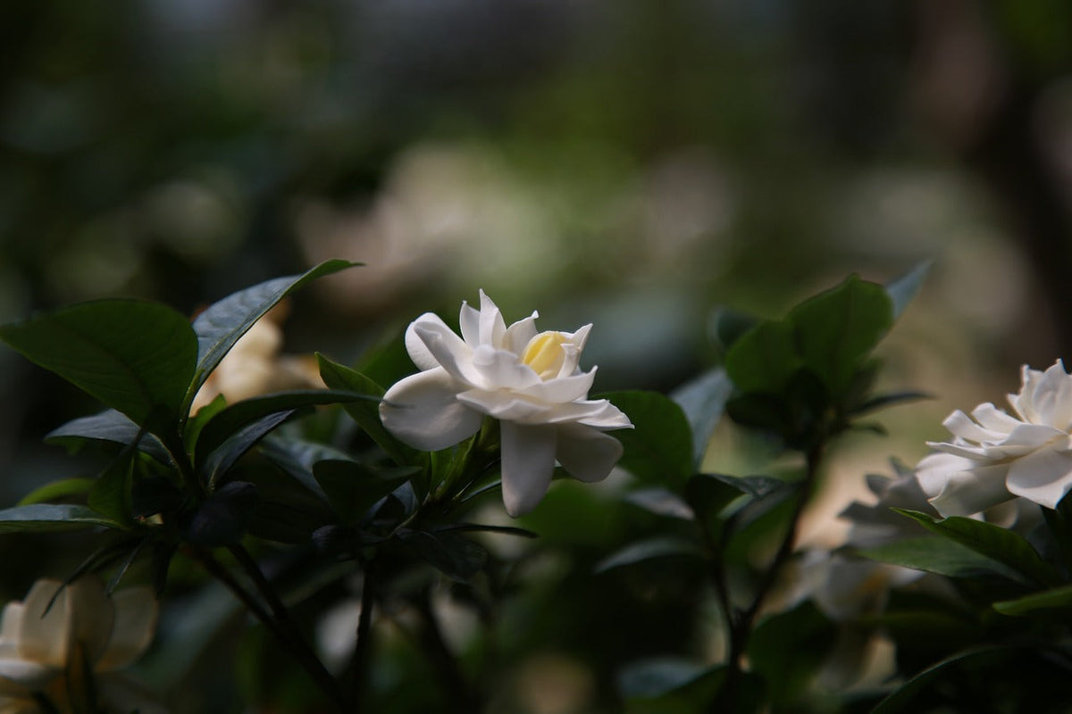 How to Cultivate Vigorous Branches in Shrubs? Starting from Soil Mixing