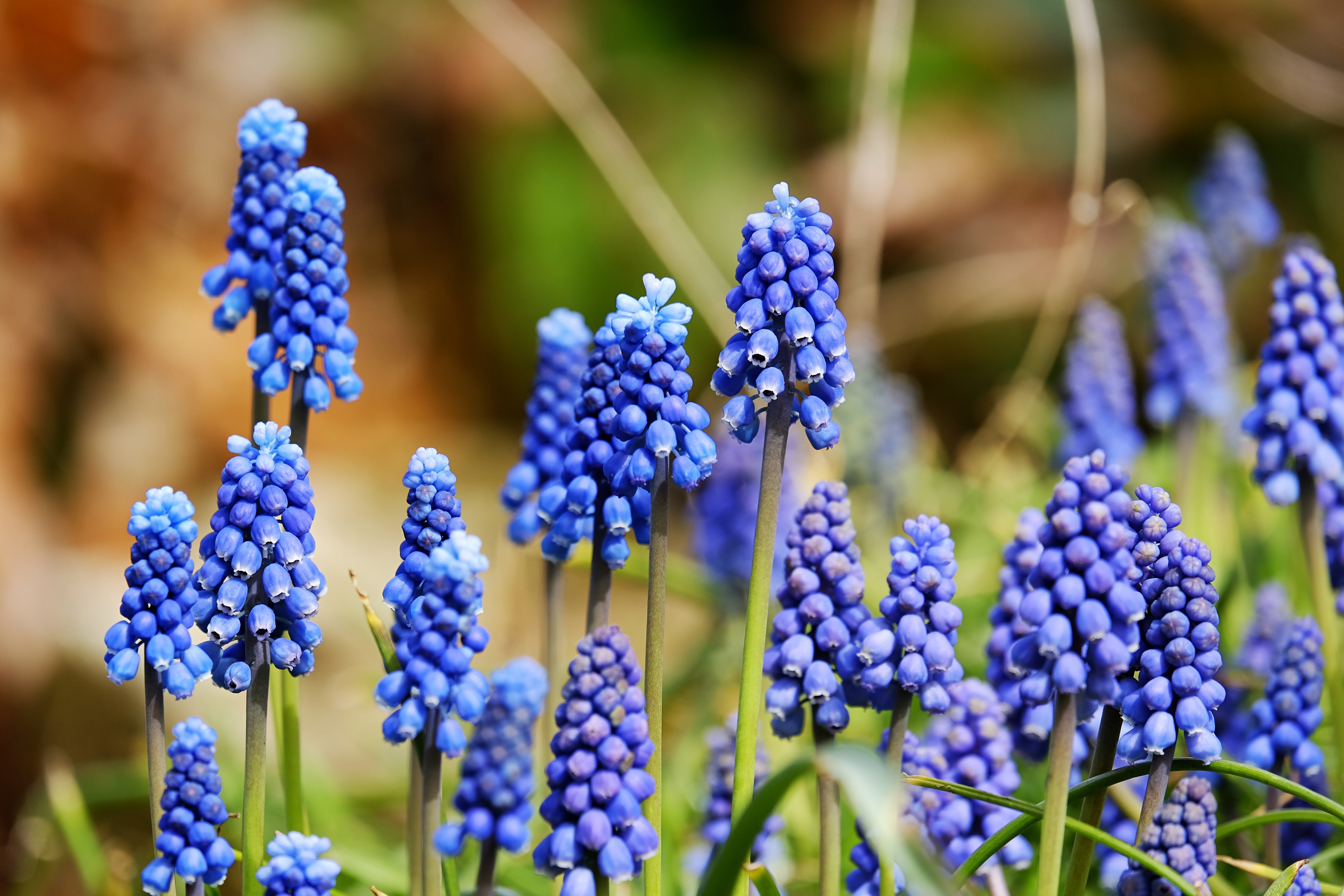 Characteristics of hyacinth flowers