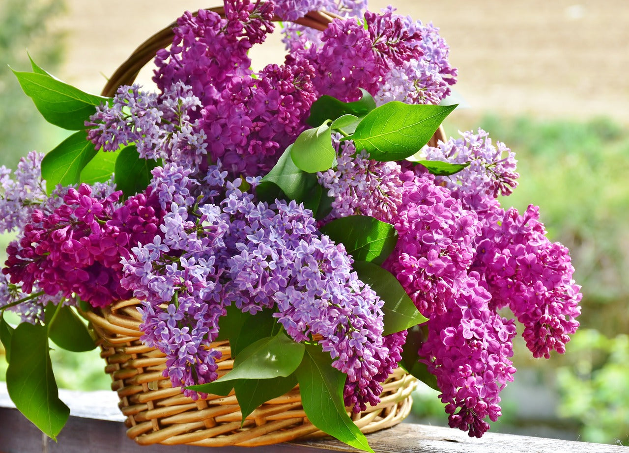 How to plant lilac