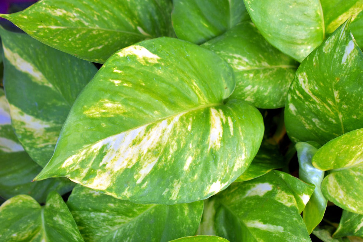Best Soil Mix Guide for Healthy Home Plants