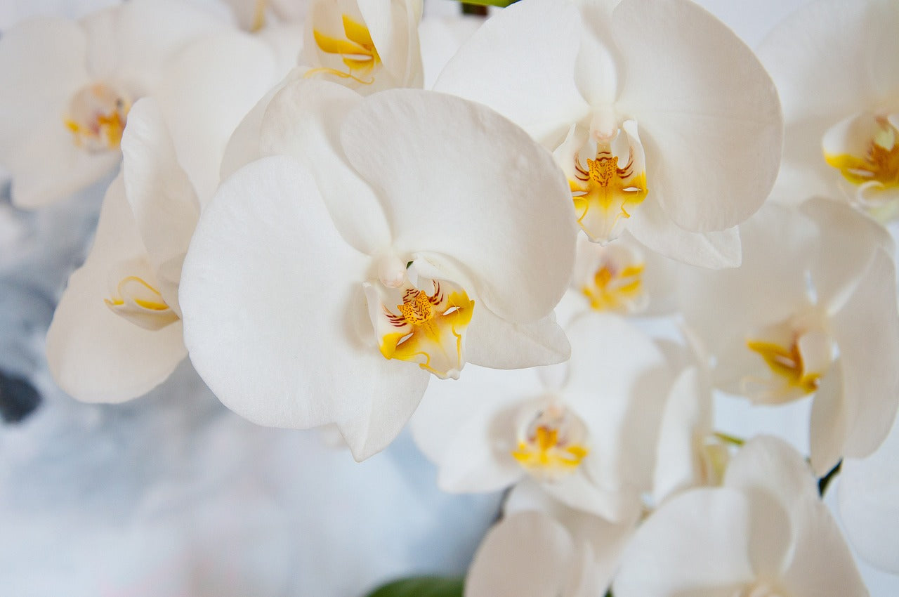 how to plant orchids