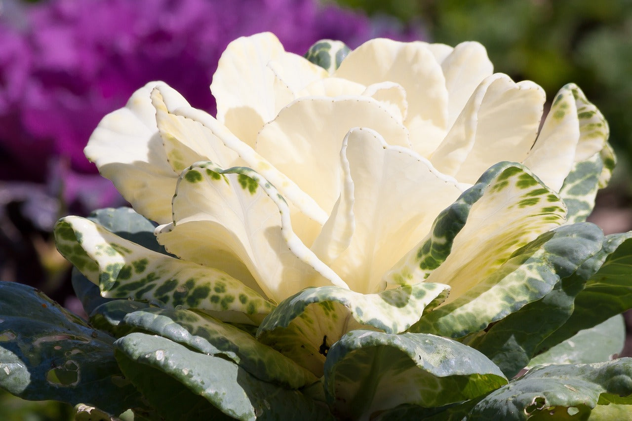 Potassium Fertilizer Guide: Benefits, Deficiency & Usage 