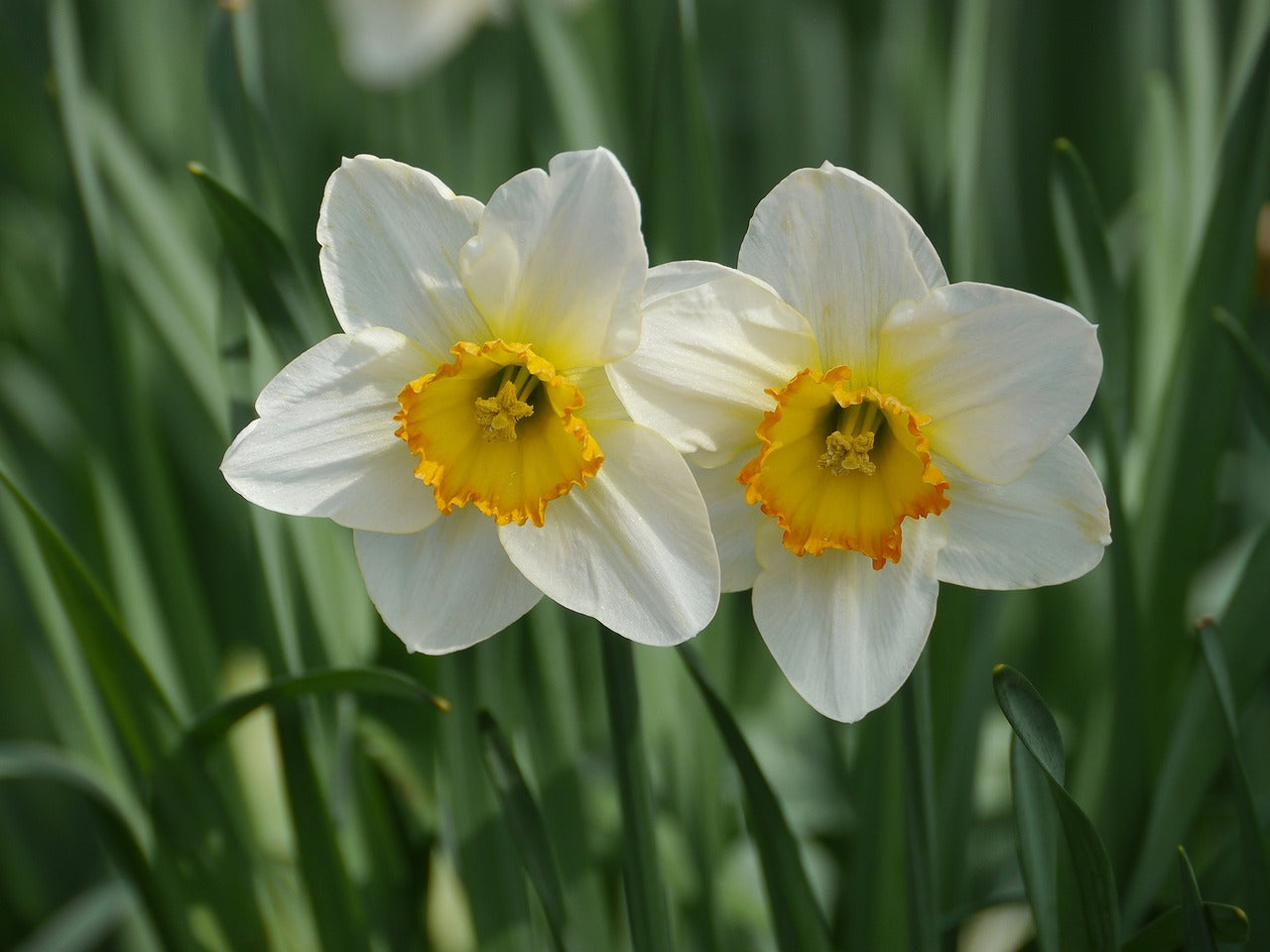 How to plant Daffodils