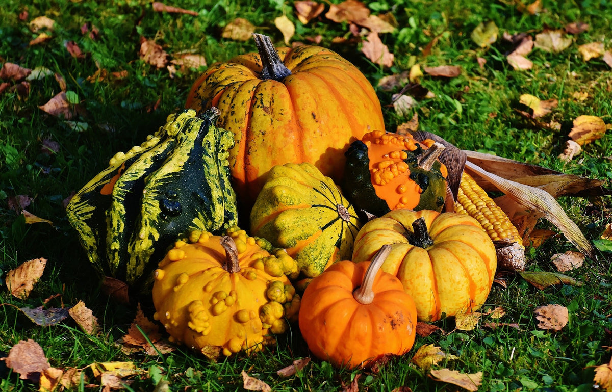 How to Grow Gourds