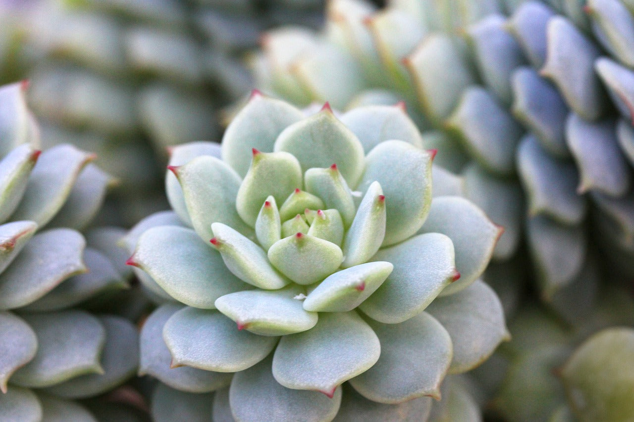 Succulent Soil Mix Guide for Healthy Growth & Easy Care