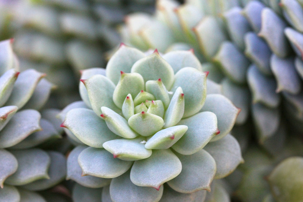 Succulent Soil Mix Guide for Healthy Growth & Easy Care