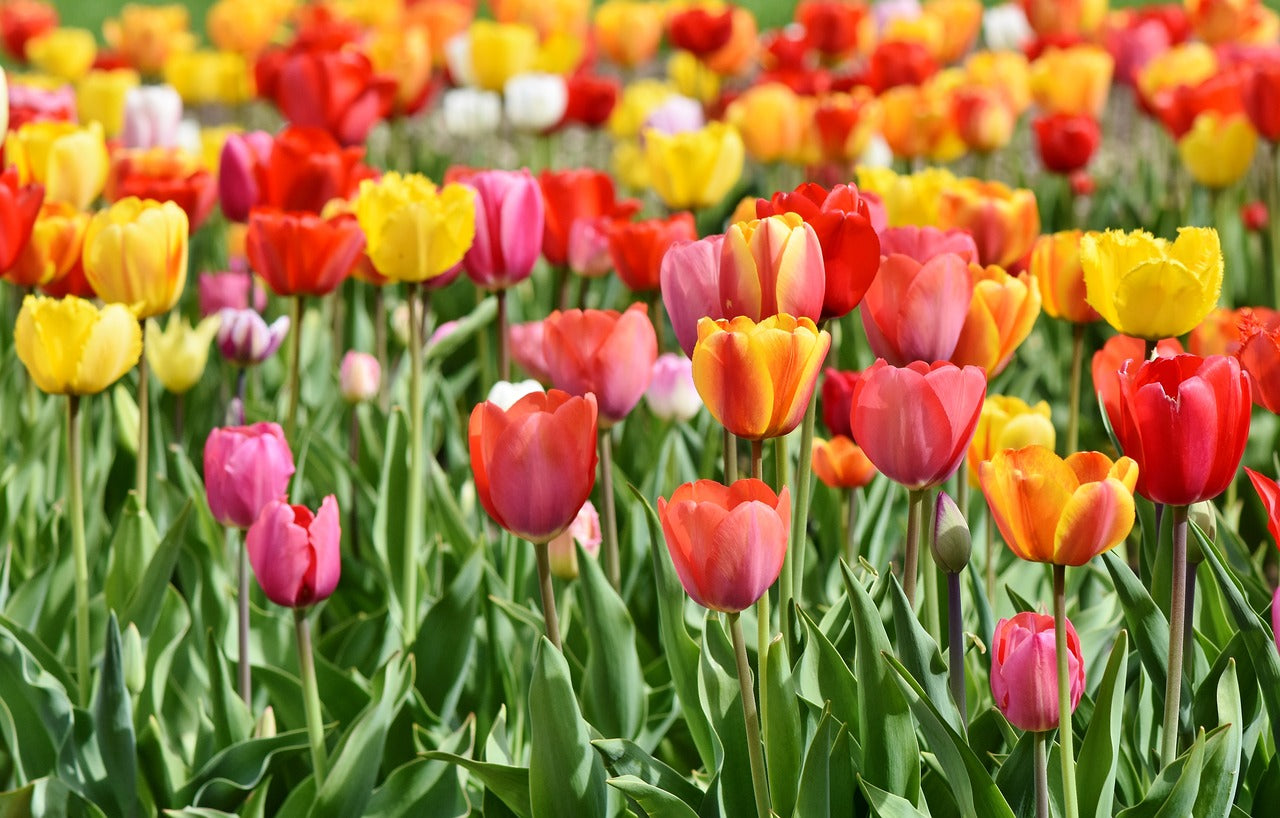 How to plant tulips