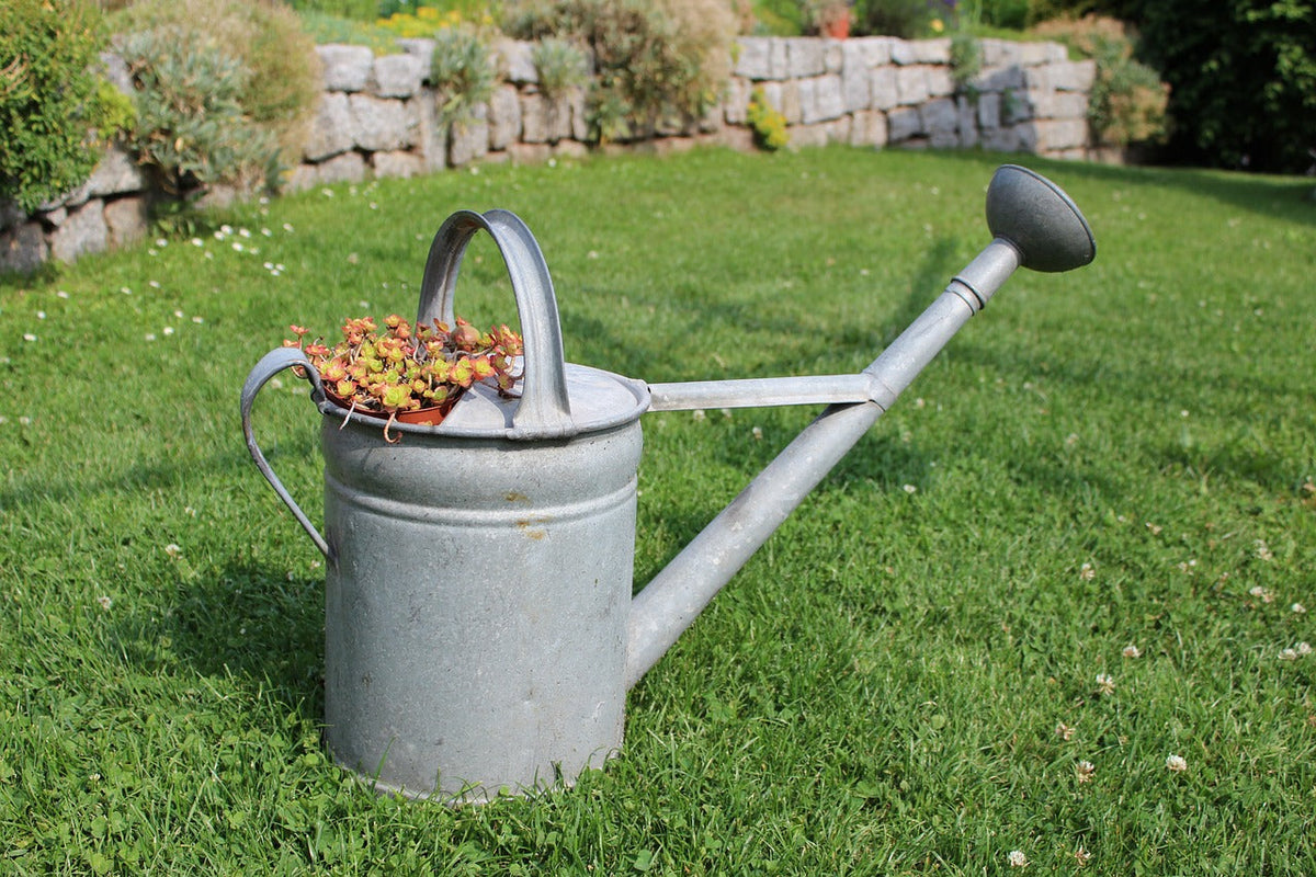 See dry or see wet? Rotten roots? Can you really water plants?-PART 1