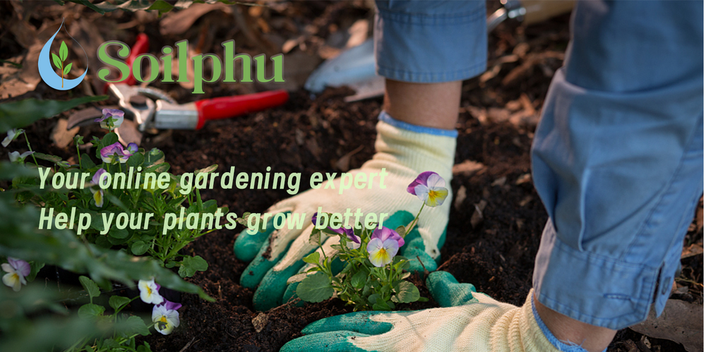 Soilphu--Producer of quality horticultural products